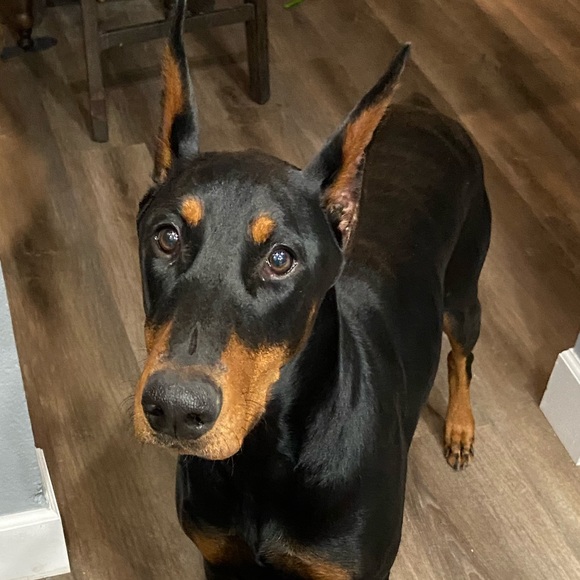 ❤️Nova❤️My Heart❤️ - Picture 7 of 16